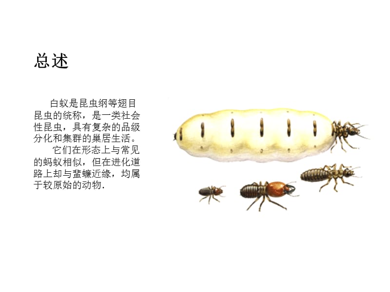 白蚁是昆虫纲等翅目昆虫的统称.ppt_第3页