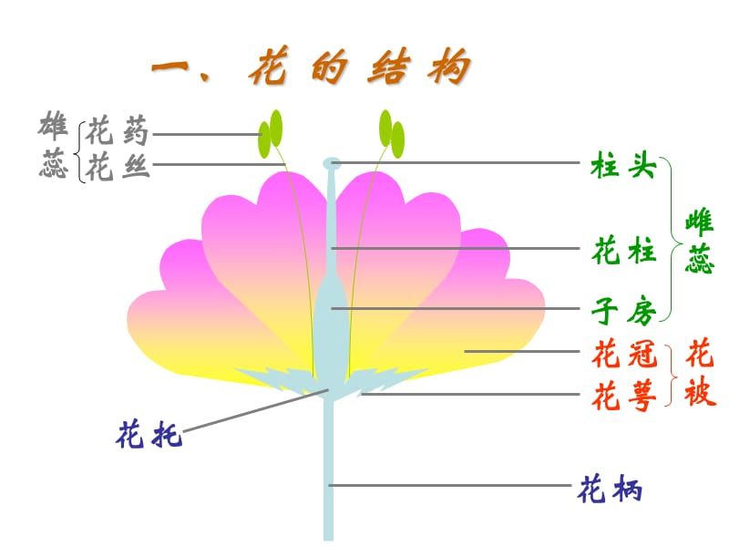 第1节花的结构和类型.ppt_第3页
