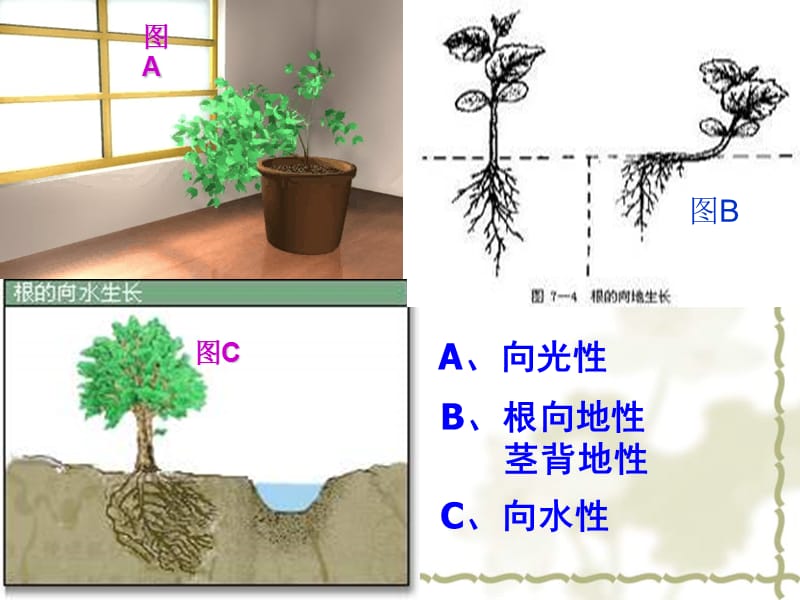 植物生长素的发现无动画.ppt_第2页