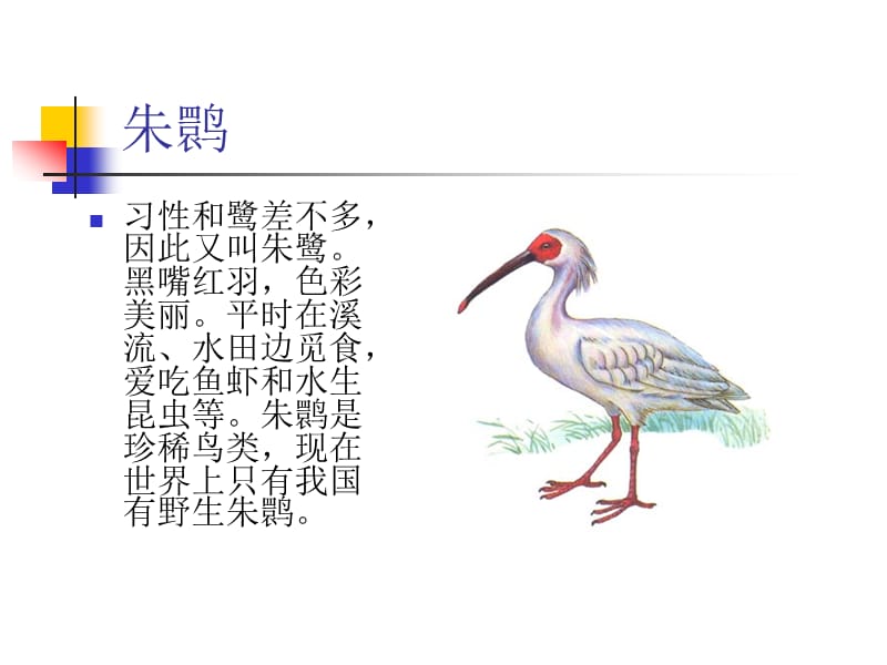 安徽常见鸟类图谱.ppt_第3页