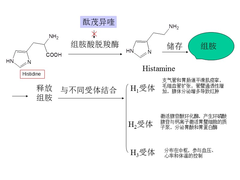 组胺酸脱羧酶.ppt_第1页