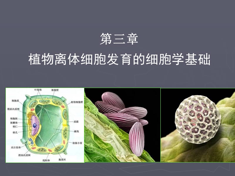 植物离体细胞发育的细胞学基础.ppt_第1页