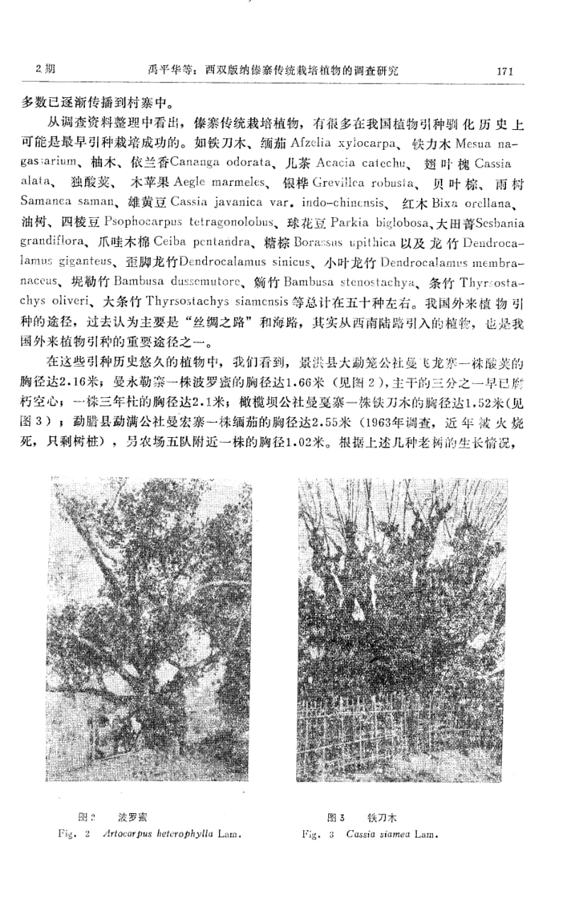 西双版纳傣寨传统栽培植物的调查研究.pdf_第3页