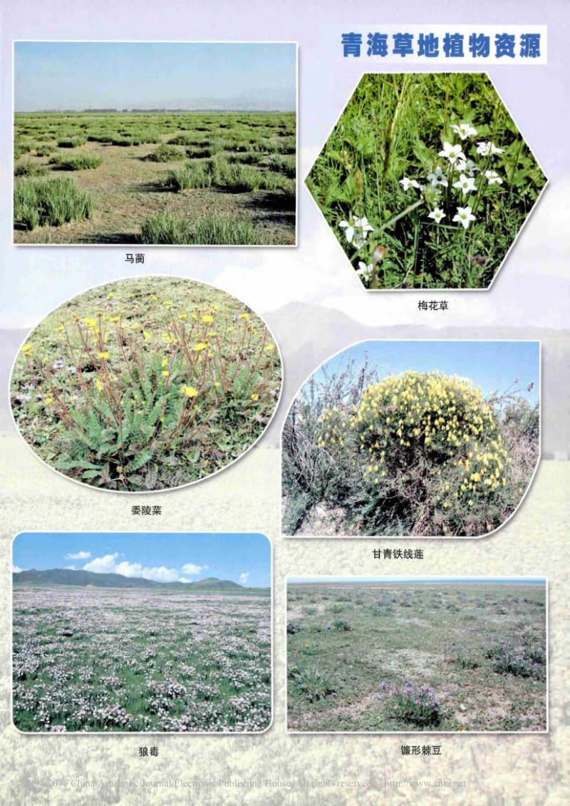 青海草地植物资源.pdf_第2页