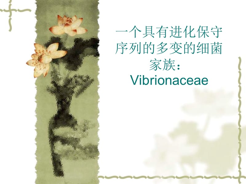 一个具有进化保守序列的多变的细菌家族Vibrionaceae.ppt_第1页