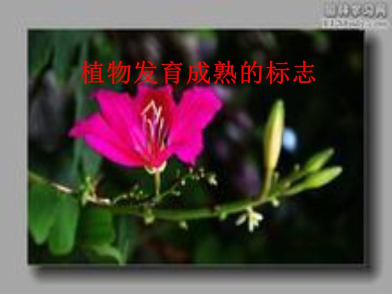 青岛版小学科学五年级下册《植物的花》ppt.ppt_第3页