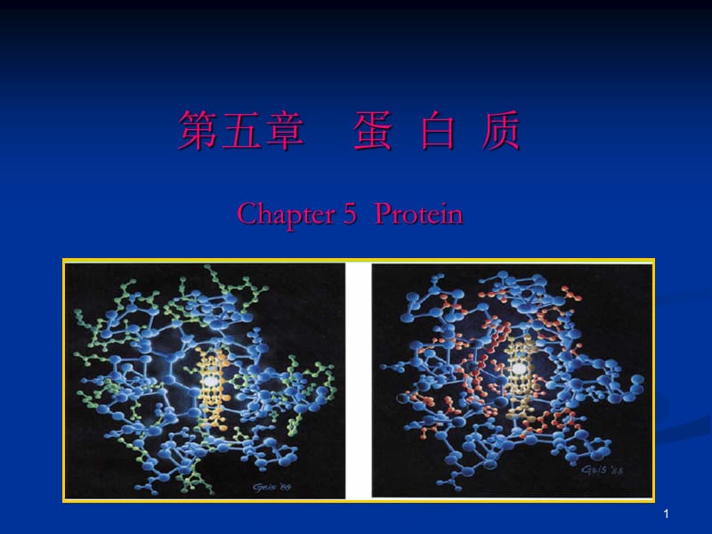 蛋白质教学课件PPT.ppt_第1页