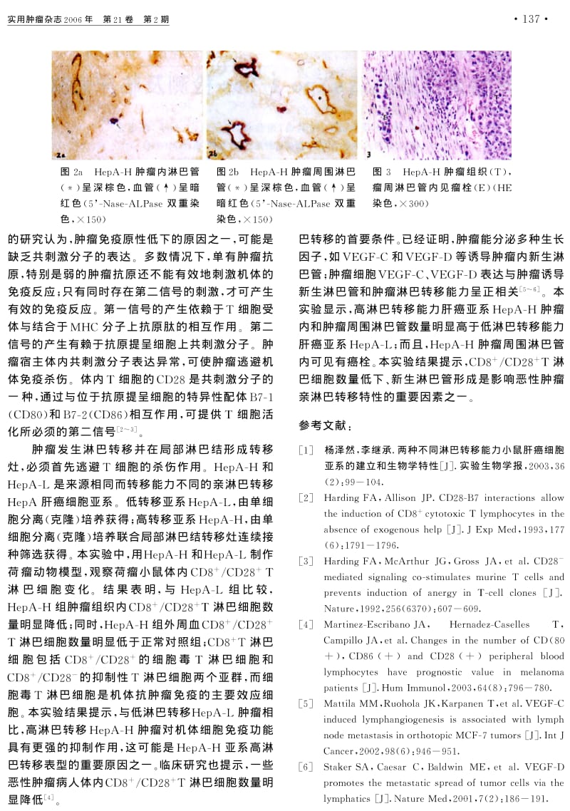 HEPAH和HEPAL肝癌荷瘤小鼠CD8CD28T细胞和肿瘤新生淋巴管的研究.pdf_第3页