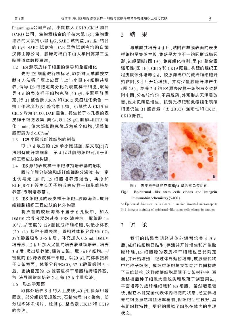 ES细胞源表皮样干细胞与胶原海绵体外构建组织工程化皮肤.pdf_第2页