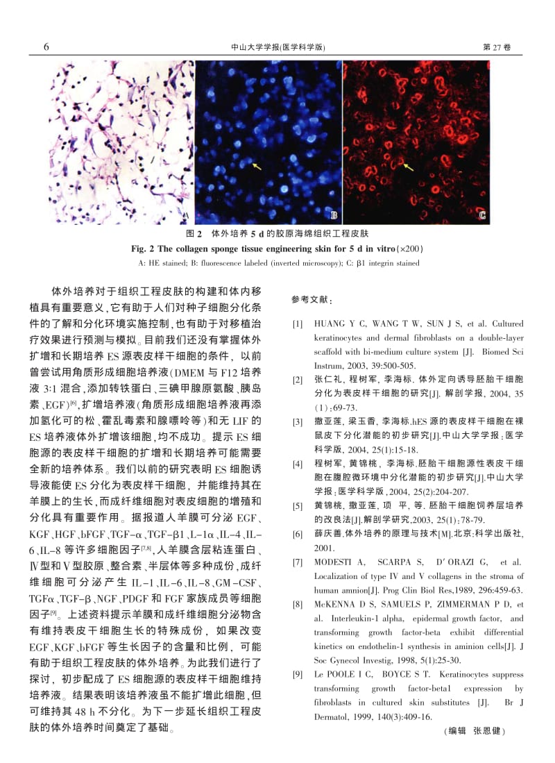 ES细胞源表皮样干细胞与胶原海绵体外构建组织工程化皮肤.pdf_第3页