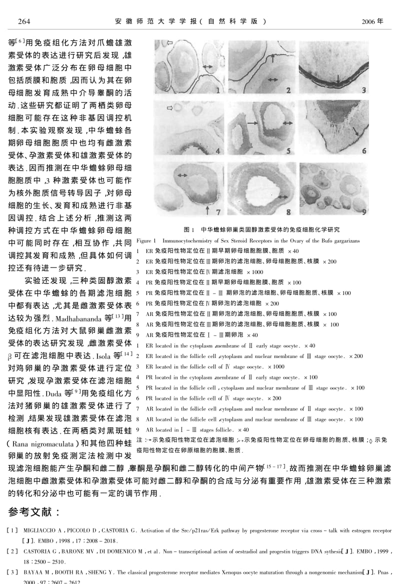 中华蟾蜍卵巢性类固醇激素受体的免疫细胞化学研究.pdf_第3页