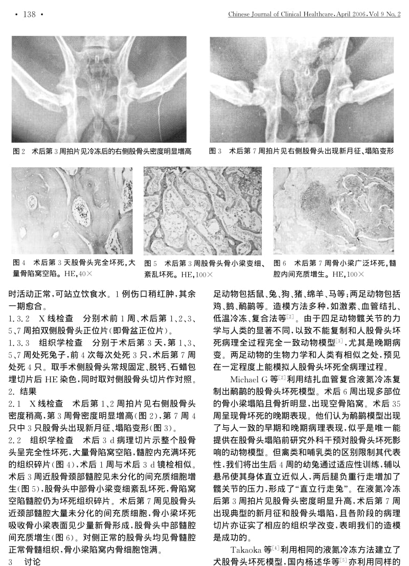 一种新型的股骨头坏死动物模型.pdf_第2页