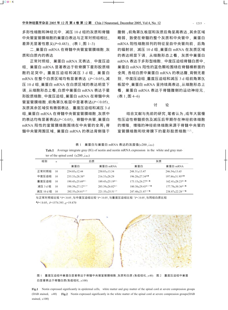 慢性压迫性脊髓损伤后巢蛋白MRNA表达的观察.pdf_第3页