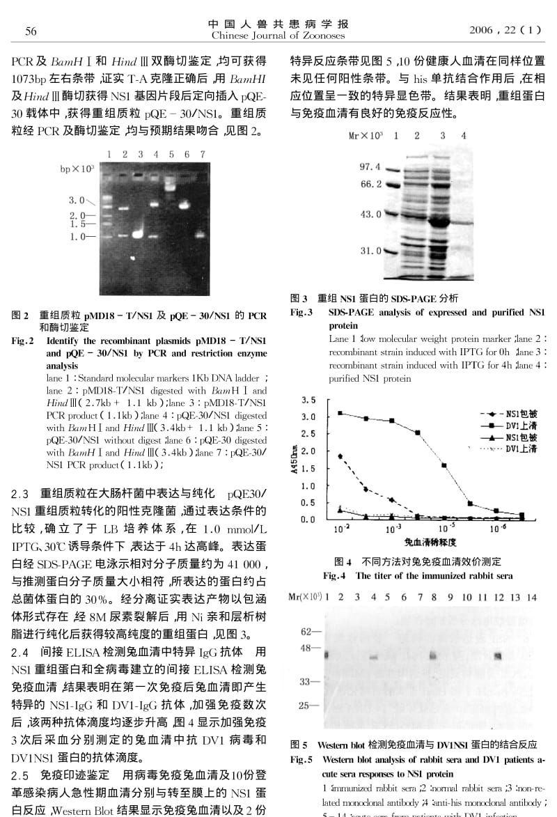 Ⅰ型登革病毒NS1基因克隆及其表达产物的免疫原性研究.pdf_第3页