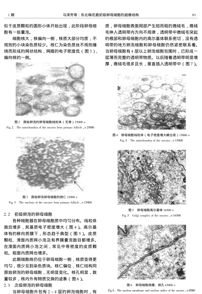东北梅花鹿初级卵母细胞的超微结构.pdf_第3页