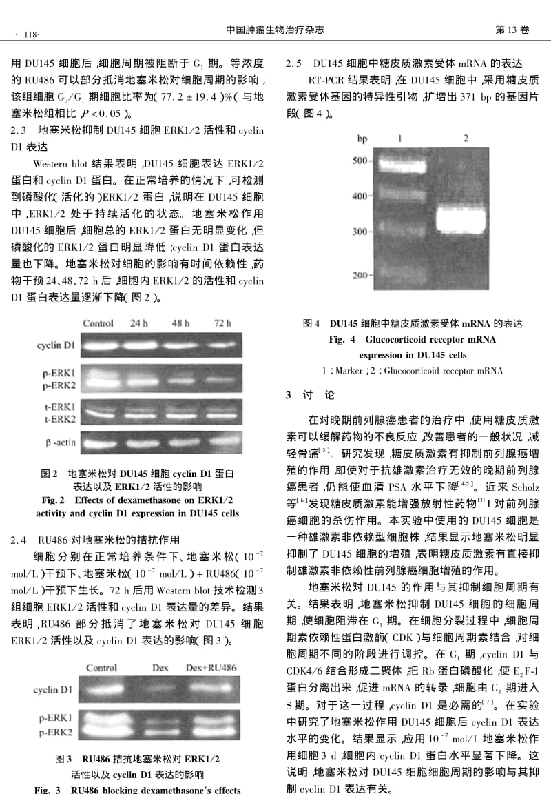 地塞米松对前列腺癌DU145细胞ERK12活性和CYCLIN D1表达的影响.pdf_第3页