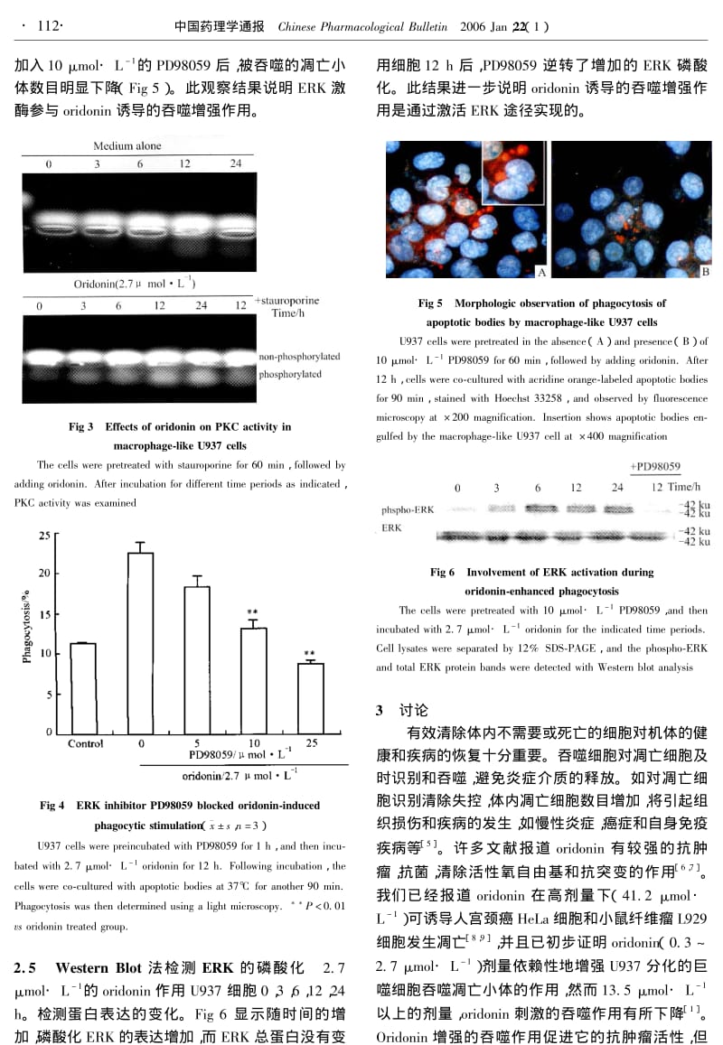 冬凌草甲素增强U937细胞吞噬凋亡小体过程中ERK途径的调节作用.pdf_第3页