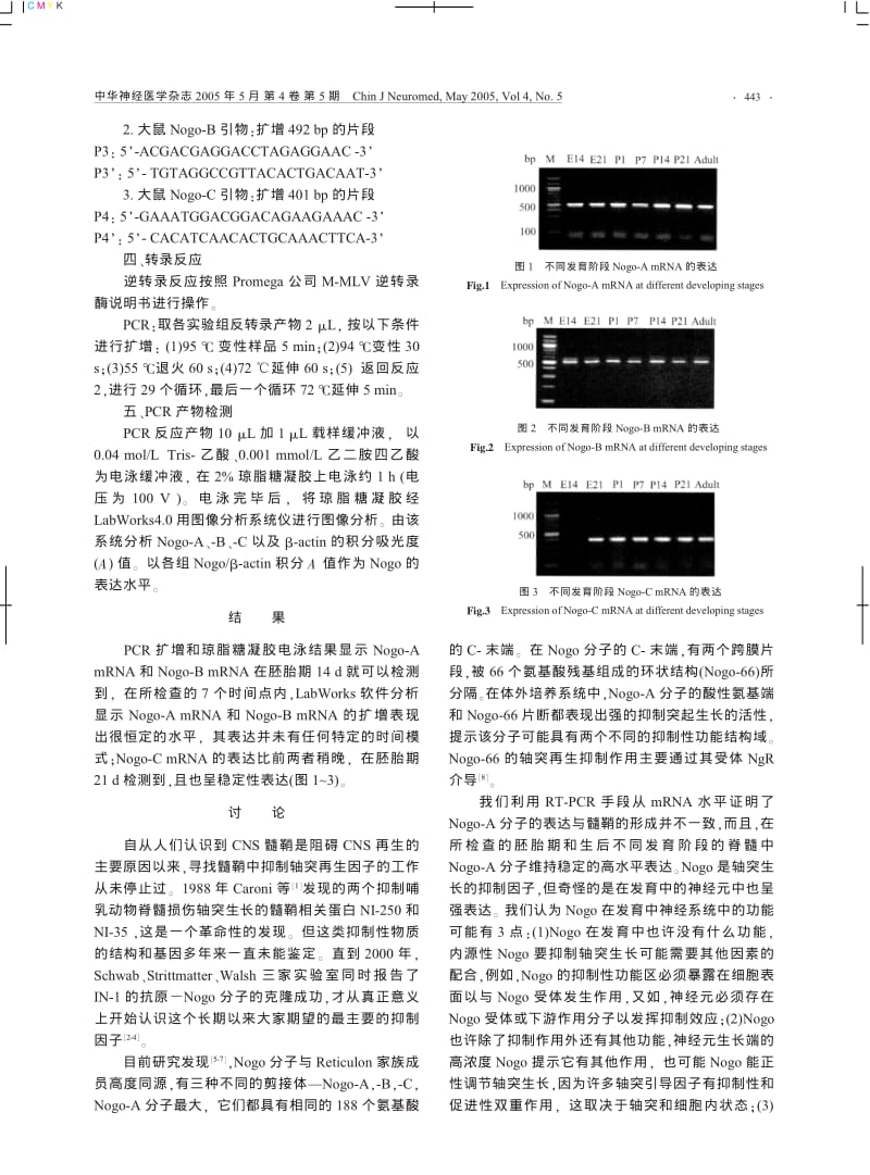 不同发育阶段大鼠CNS的NogO mRNA的表达.pdf_第2页