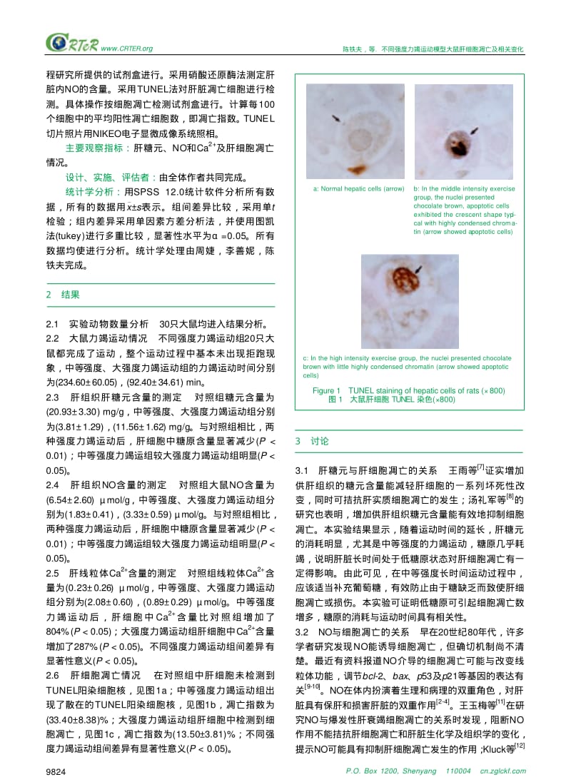 不同强度力竭运动模型大鼠肝细胞凋亡及相关变化.pdf_第3页
