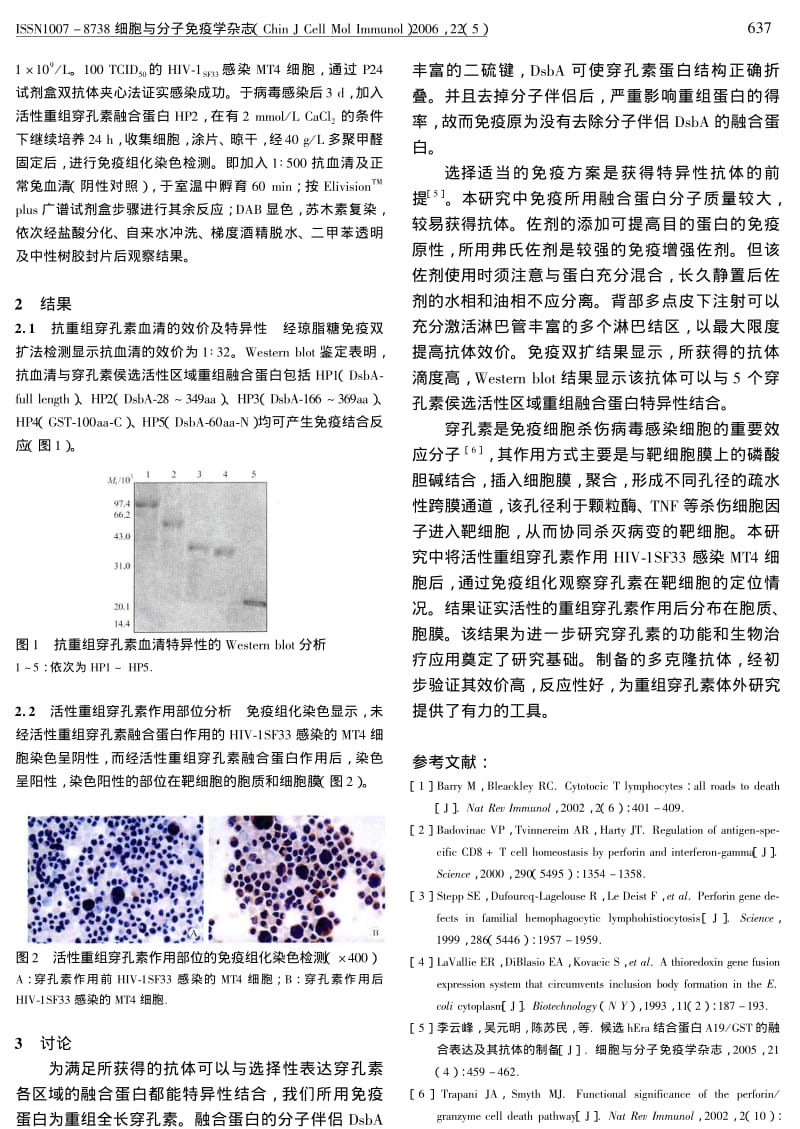 兔抗重组穿孔素抗体的制备及特性鉴定.pdf_第2页