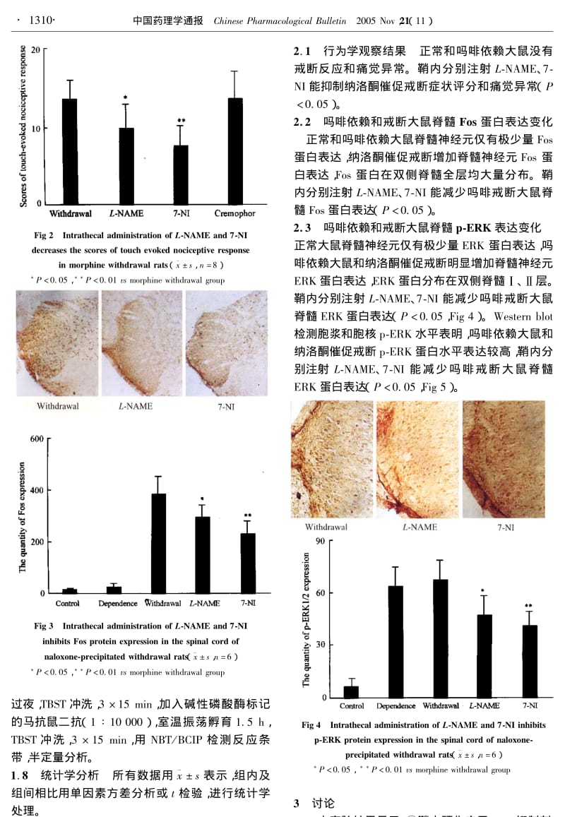 一氧化氮合酶抑制剂抑制吗啡依赖及戒断大鼠脊髓神经元ERK的表达.pdf_第3页