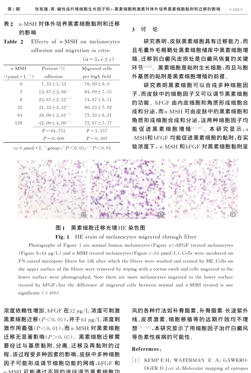 碱性成纤维细胞生长因子和α黑素细胞刺激素对体外培养黑素细胞黏附和迁移的影响.pdf_第3页