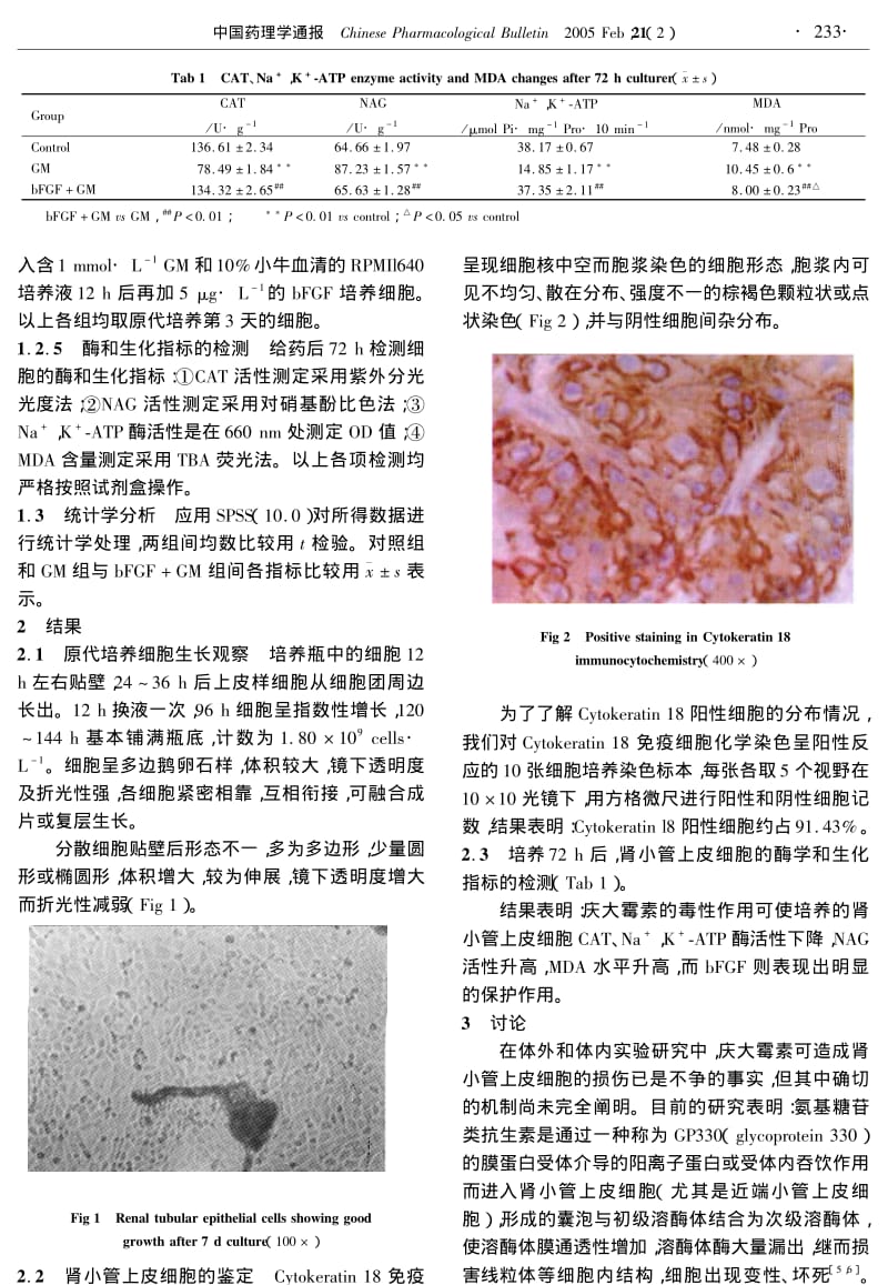 碱性成纤维细胞生长因子对庆大霉素肾损害保护作用的体外实验研究.pdf_第2页