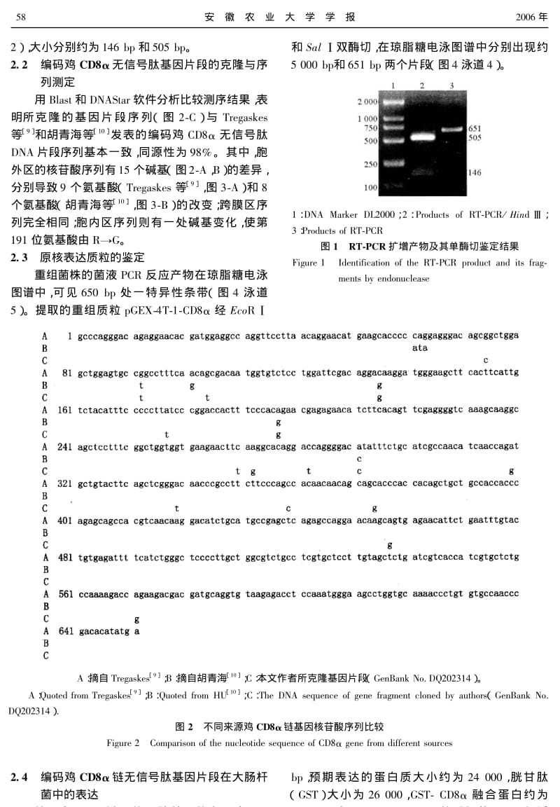 编码鸡CD8α链无信号肽基因片段的克隆与表达.pdf_第3页
