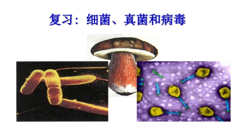 初二生物细菌、真菌和病毒复习精品中学ppt课件.pdf_第1页
