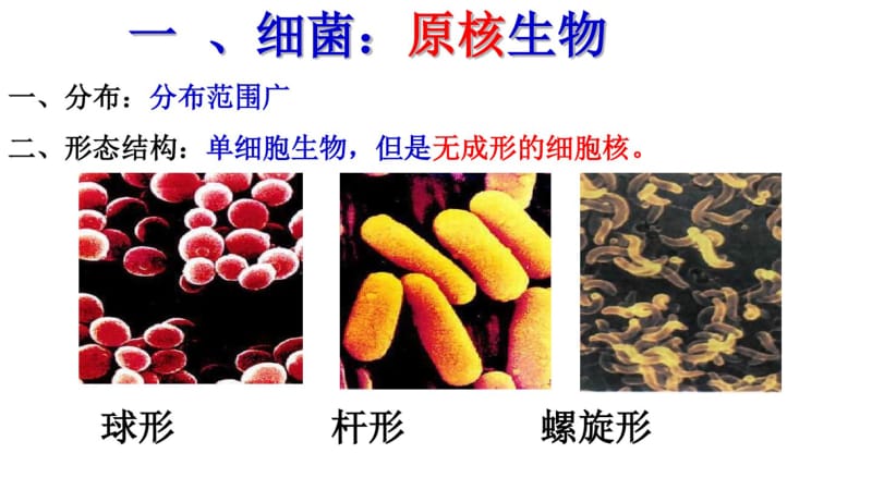 初二生物细菌、真菌和病毒复习精品中学ppt课件.pdf_第3页