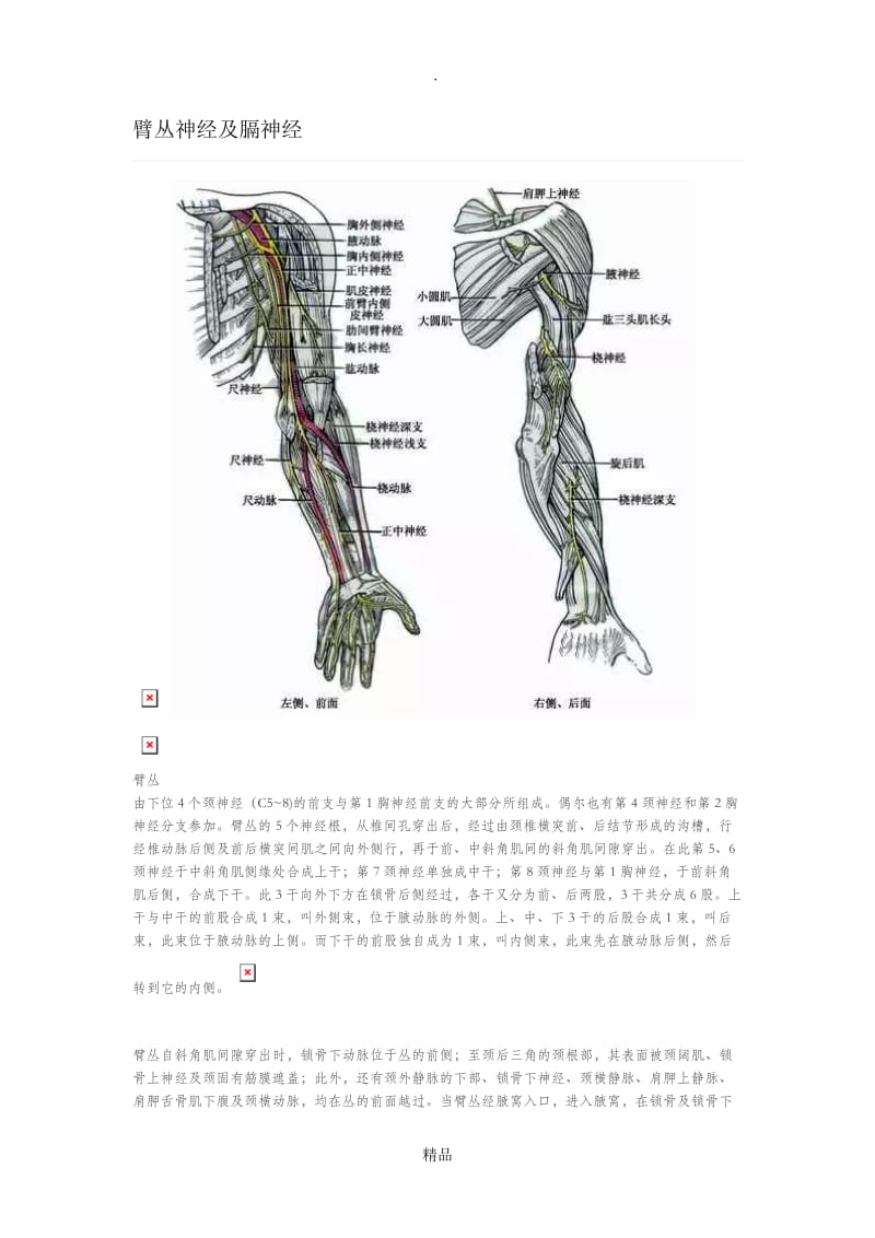 臂丛神经及膈神经.doc_第1页