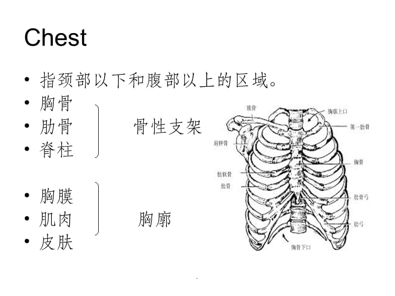 诊断学胸部和肺体格检查.ppt_第3页