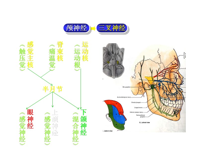 三叉神经解剖.ppt_第2页
