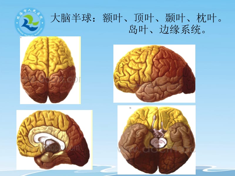 大脑半球各叶的功能;.pptx_第2页