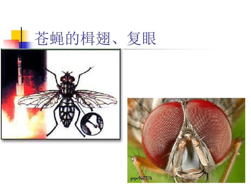 4物理高新技术——生物科学中的物理学——仿生学资料.pdf_第2页