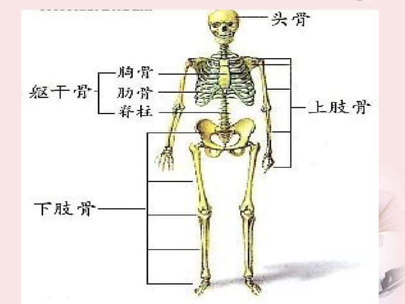 四年级科学下册骨骼、肌肉的保健1课件苏教版.pdf_第2页