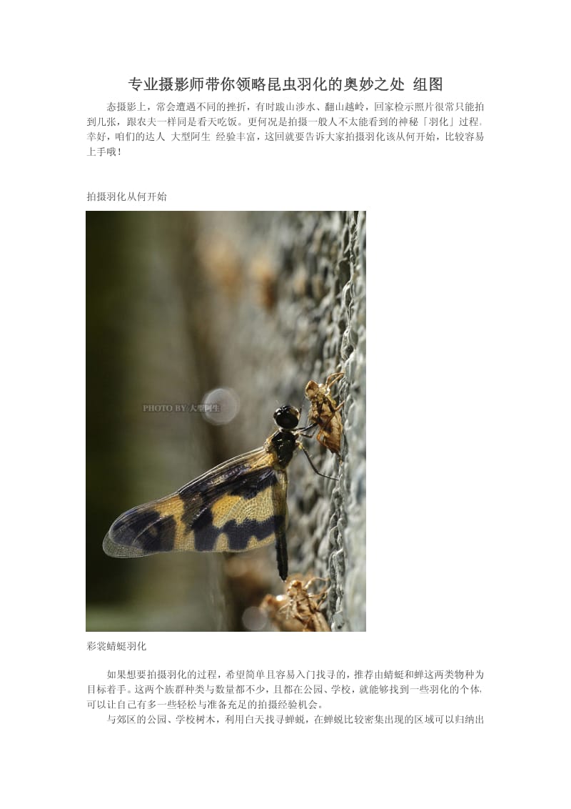 专业摄影师带你领略昆虫羽化的奥妙之处 组图.pdf_第1页