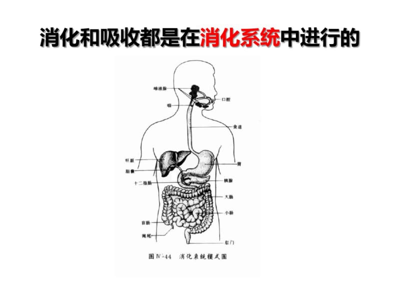 人体对食物的消化和吸收..pdf_第3页