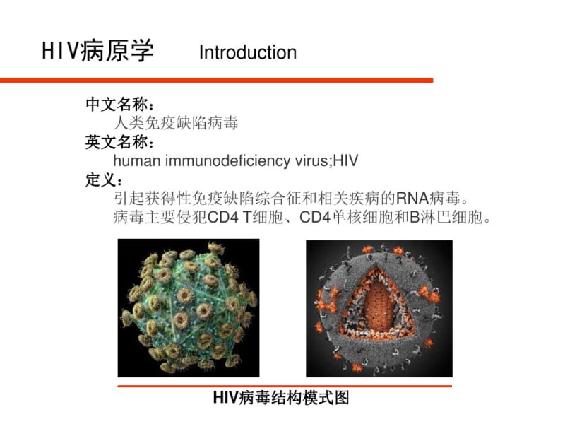 HIV病毒与艾滋病实验室检测.pdf_第3页
