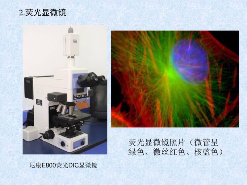 实验一、细胞形态结构的观察和普通光学显微镜的使用.pdf_第3页