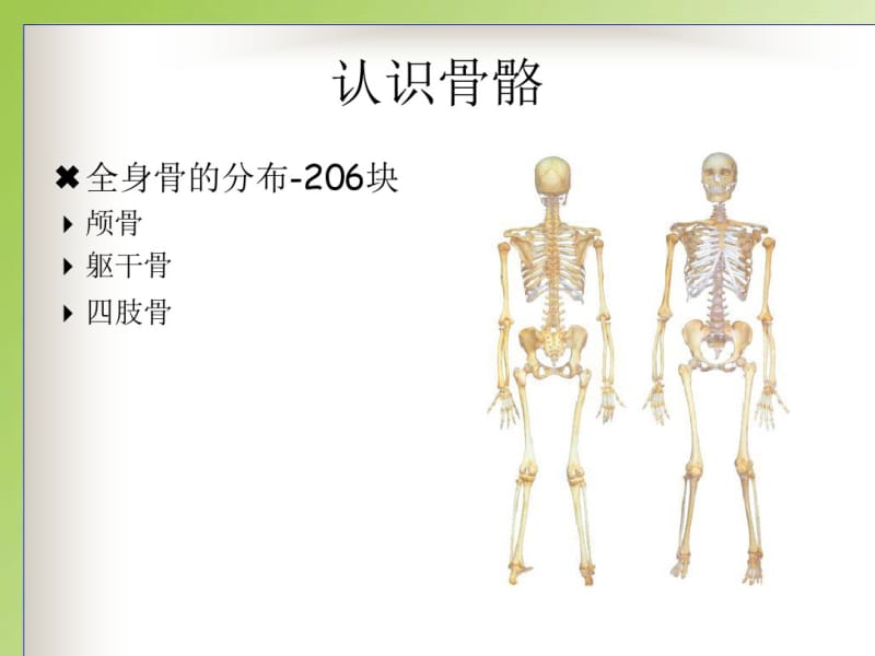 人体解剖生理学王雁版课件.pdf_第3页