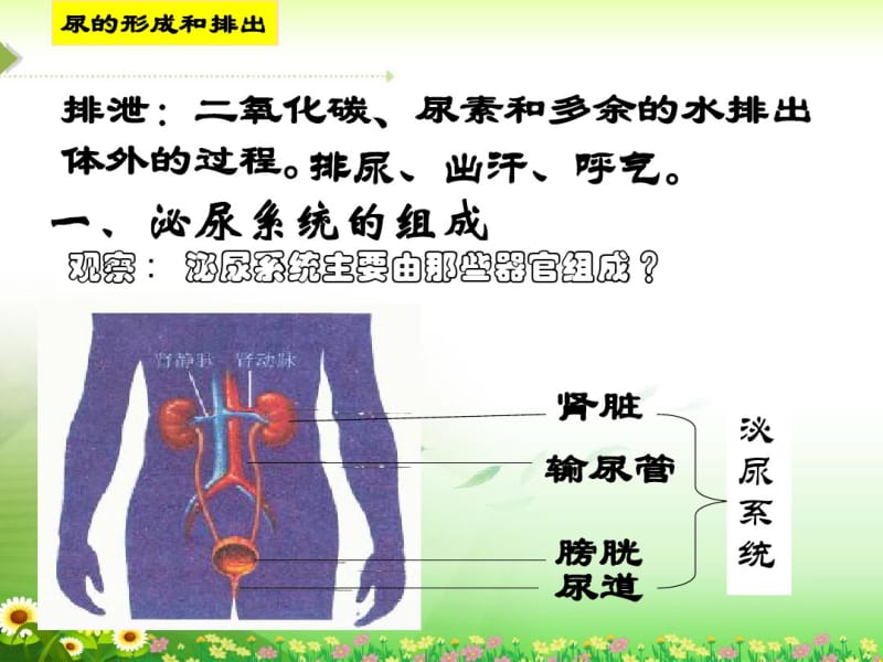 《尿的形成与排出》课件.pdf_第3页