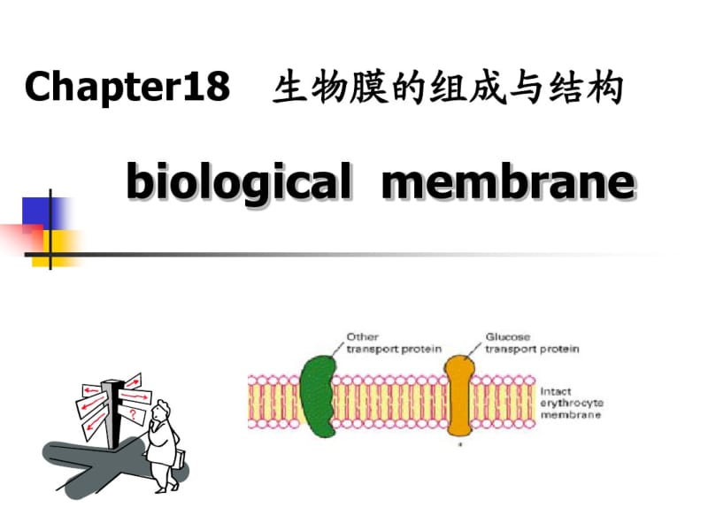 考研生化第18章生物膜的组成与结构.pdf_第2页