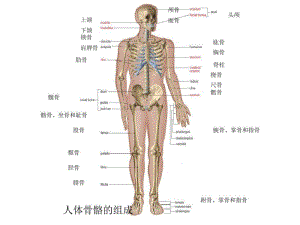 人体骨骼系统.pdf