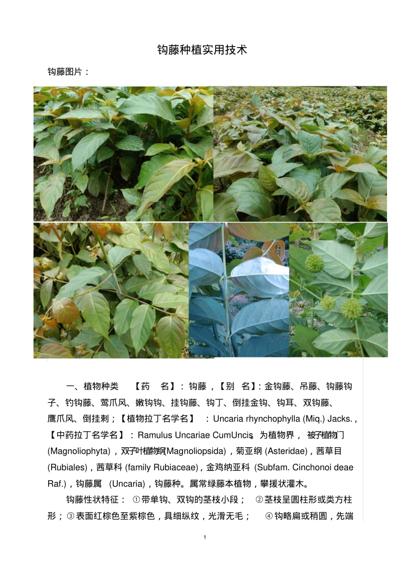 钩藤种植实用技术汇总.pdf_第1页