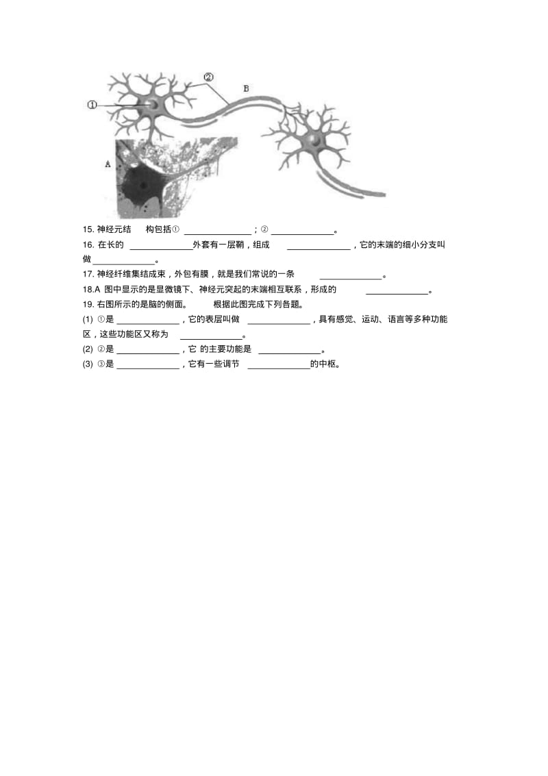 【新人教版】七年级生物下册：6.2《神经系统的组成》学案.pdf_第2页