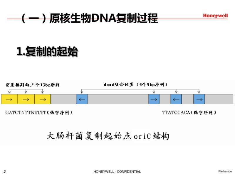 DNA复制过程课件.pdf_第2页
