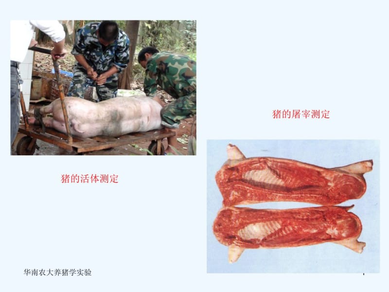 综合性实验猪的屠宰测定和肉品质测定.pdf_第1页