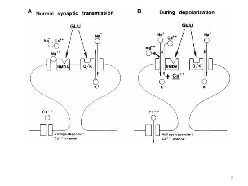 AMPA受体与突触可塑性课件.pdf_第3页