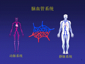 神经血管的解剖.pdf